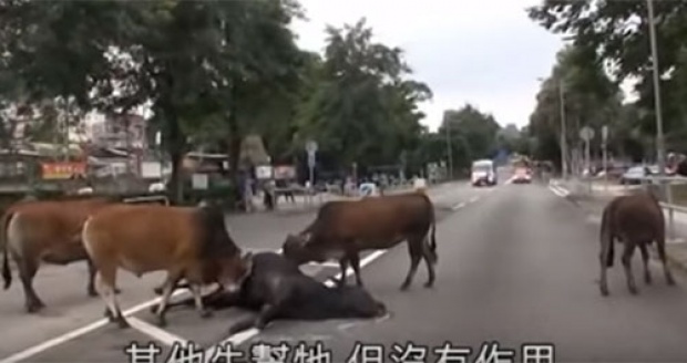 สัตว์ก็มีหัวใจ!! วัวถูกรถชนเพื่อน ๆช่วยล้อมแล้วลากตัวออกจากกลางถนน