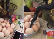 คลิปเขย่าขวัญ เมื่องูตัวใหญ่โผล่ในห้องครัว โรยตัวจากตู้เข้า-เขมือบไข่ไก่
