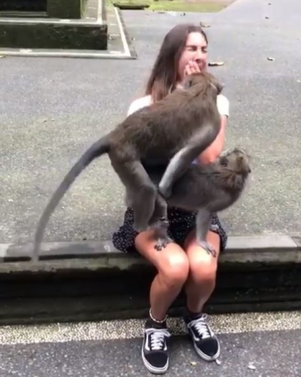 สุดฮา!! ลิงตัวผู้และตัวเมียผสมพันธุ์กันบนตักนักท่องเที่ยวสาว โจ๋งครึ่มกันสุดๆ (คลิป)
