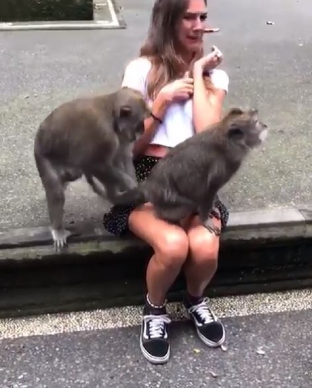 สุดฮา!! ลิงตัวผู้และตัวเมียผสมพันธุ์กันบนตักนักท่องเที่ยวสาว โจ๋งครึ่มกันสุดๆ (คลิป)