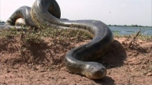  ใหญ่กว่าได้เปรียบจริงหรอ...!! งู กิน งู Snake Vs Snake Animals Attack