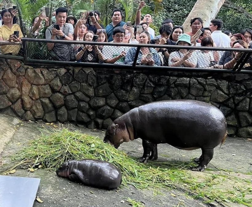  สรยุทธออกโรงป้อง น้องหมูเด้ง โดนต่างชาติดราม่าใส่