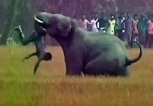 ช้างขี้โมโหถูกขว้างหินไล่ อาละวาดฆ่าชาวบ้านตาย 5คน 