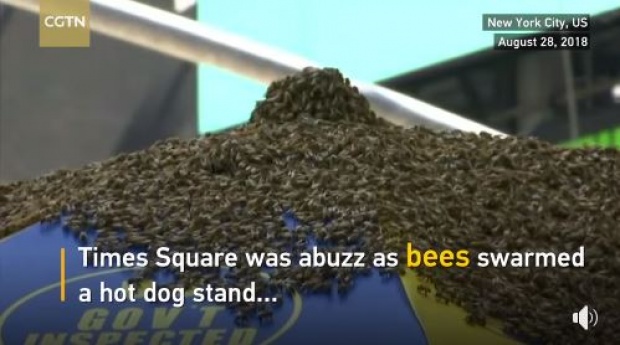 มาได้ไง?! ตร.นิวยอร์กปิดถนนหลัง “ผึ้ง” ฝูงใหญ่ยึดร่มร้านฮอตด็อกไทม์สแควร์ (คลิป)