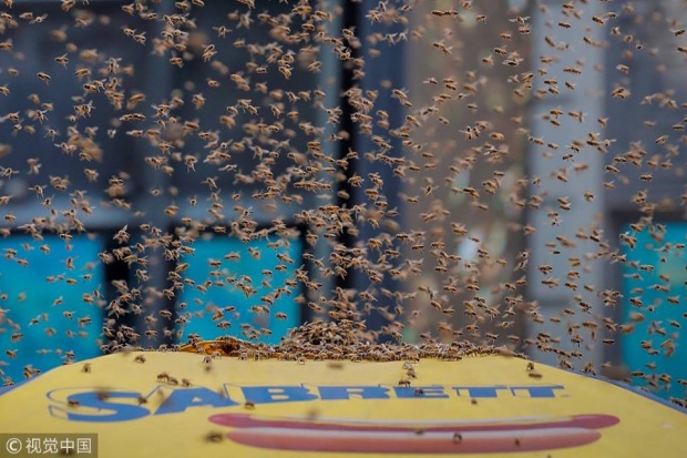 มาได้ไง?! ตร.นิวยอร์กปิดถนนหลัง “ผึ้ง” ฝูงใหญ่ยึดร่มร้านฮอตด็อกไทม์สแควร์ (คลิป)