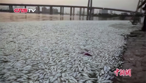 ปลาตายเกลื่อนที่จีน หลังเหตุระเบิดโกดังเก็บสารเคมี