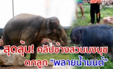 หาดูยาก!! เปิดวินาที! ช้างน้อยลืมตาดูโลก พลายน้ำมนต์ ลูกช้างสวนนงนุช