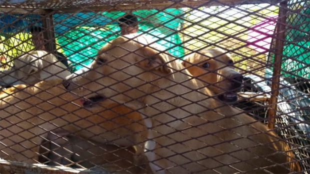  ยายวัย 87 ถูกสุนัขบราดอร์ผสมพิทบูลรุมขย้ำ จนอาการสาหัส - เจ้าของเยียวยา 500 (คลิป)