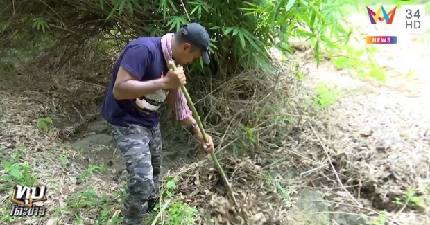 พบพิรุธ ‘น้องชมพู่’ เท้าไหม้ พยานชี้หมารุมเห่าบางสิ่งที่ไร่ (คลิป)