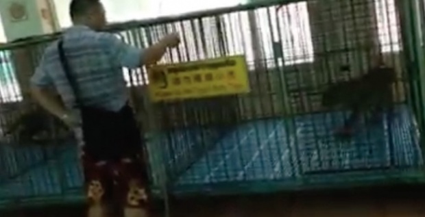 สุดจะทน.!!! สาวไทยขอแฉ พฤติกรรมสุดแย่ ของ”นักท่องเที่ยวจีน” ที่สวนเสือศรีราชา