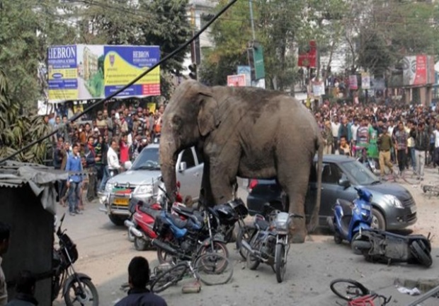 นาทีระทึก!!ช้างป่าบุกเข้าเมืองอาลวาดทำลายข้าวของ!!
