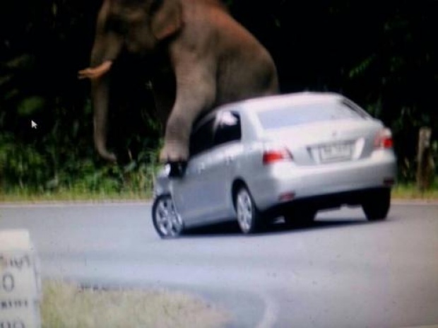 คลิปชัดๆ!! วินาทีชีวิต ช้างป่าเขาใหญ่ ขึ้นทับ-เหยียบรถเก๋งพังยับ