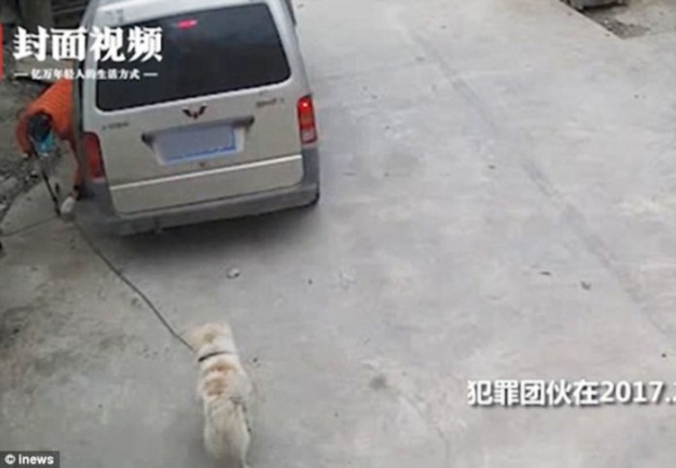 เปิดคลิปสลด!! เจ้าของหมาวิ่งเกาะรถตู้โจรขโมยสุนัข ถูกลากไปตามถนนจนตาย!! (คลิป)