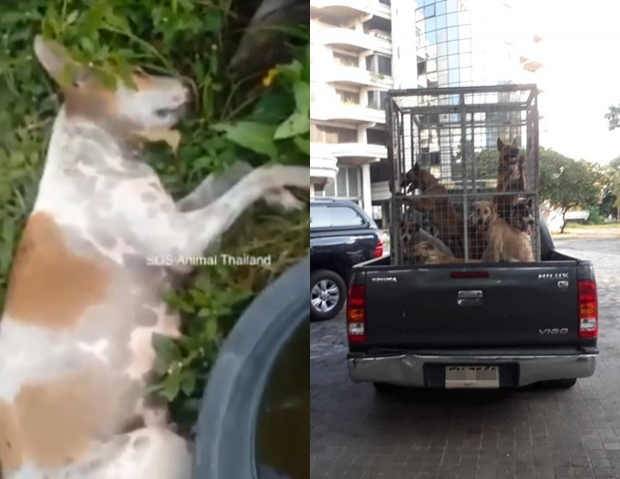 จนท.ยันจับหมาเมืองทองรับอาเซียน เพื่อหน้าตาประเทศ ไร้ทารุณ ใช้สวิง-ยิงยาสลบ (คลิป)