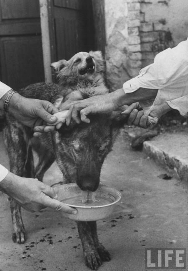 หมาสองหัว การทดลองชวนช็อกแห่งประวัติศาสตร์