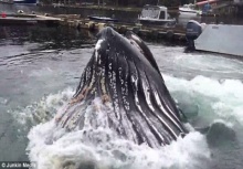 ใหญ่โพด!!วาฬยักษ์โผล่ทักทายห่างจากท่าเรือไม่กี่ฟุต