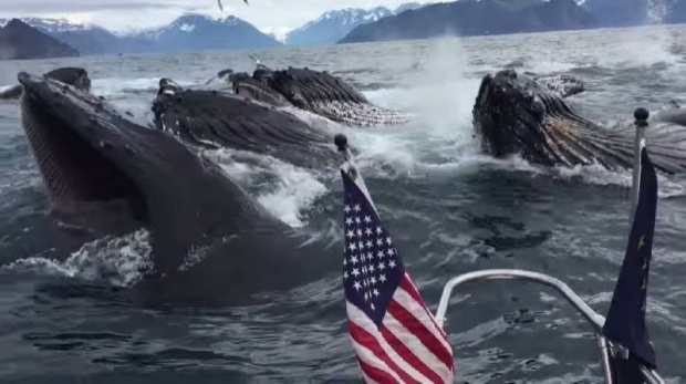 คลิปเหลือเชื่อ!! ฝูงวาฬหลังค่อมโผล่ห่างจากเรือไม่กี่ฟุตที่อลาสก้า