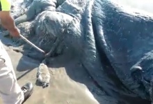 ฉงน!พบซากสัตว์ประหลาดขนาดใหญ่ เกยตื้นหาดเม็กซิโก (คลิป)