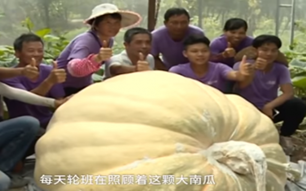 ตะลึง! เกษตรกรจีนโชว์ “ราชาฟักทอง” เส้นผ่าฯ 1.7 เมตร หนักเกินครึ่งตัน (มีคลิป)