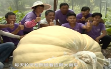 ตะลึง! เกษตรกรจีนโชว์ “ราชาฟักทอง” เส้นผ่าฯ 1.7 เมตร หนักเกินครึ่งตัน (มีคลิป)